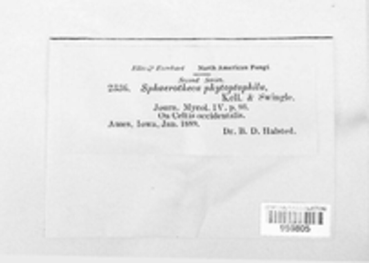 Podosphaera phytoptophila image